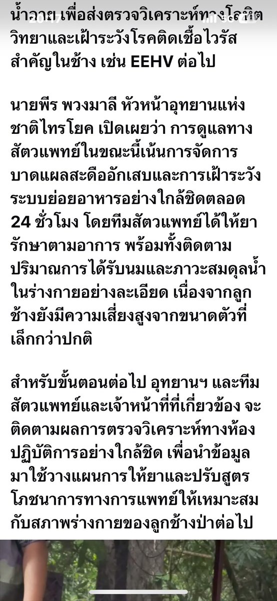 LUStVyKVKN6srFR's tweet photo. 📍 1/8/69 🐘🌳
อุทยานฯ ไทรโยค อัปเดตอาการ “ลูกช้างป่าพลัดหลง”  หลังสัตวแพทย์ตรวจร่างกาย เร่งรักษาแผลอักเสบ-เก็บตัวอย่างส่งตรวจไวรัสEEHV 
🤗🥰🐘ขอให้น้องฟื้นตัวรักษาได้หายนะคะ✌️✌️
#ช่วยลูกช่างพังน้อยพลัดหลง
📍อุทยานฯไทรโยค
Cr: กรมอุทยานฯ
#คนรักช้างป่า🐘🦣🌳 
GolfyTT ☕️ https://t.co/2zC32bbvIn