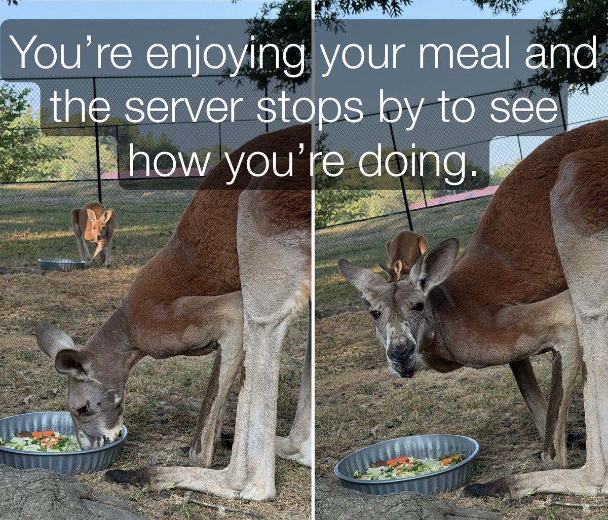 timbavati_dells's tweet photo. August is here!
Look at that calendar. 
Plan your visit to Timbavati.

We will be open every day 9am-6pm.
Lots of time for summer memory making.

#wisconsindells #lovethedells #roos #fyp #zoo #picoftheday #pardontheinteruption #family #love #lifeisgood #summer #august https://t.co/0t8AwjWRrD