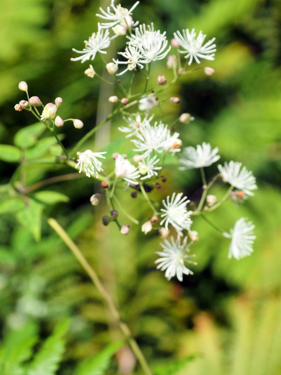 visitakagi's tweet photo. #カラマツソウ #thalictrumaquilegiifoliumvarintermediumnakai
#赤城山 #覚満淵 #maebashi #akagi #cittaslow #wildflowers #山野草 https://t.co/jv9WSs9qOn