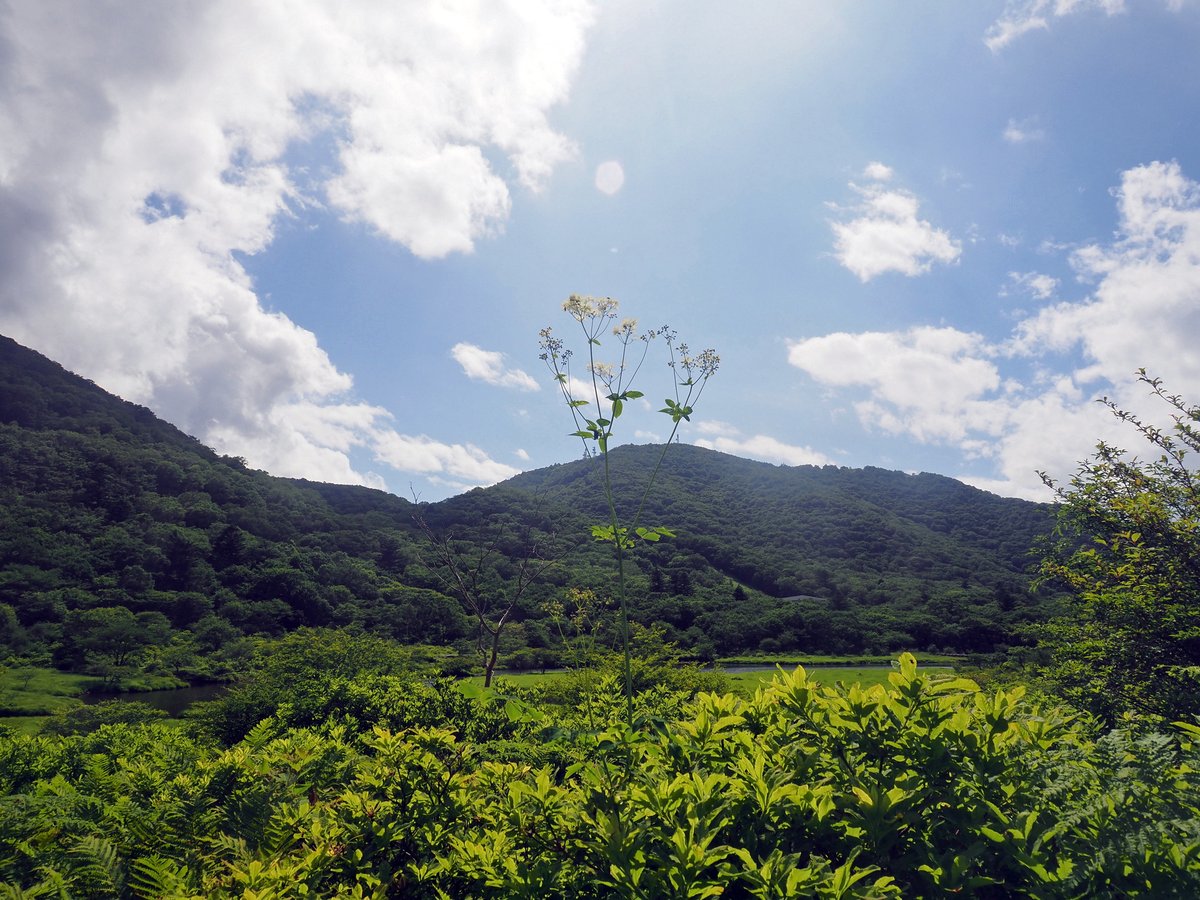 visitakagi's tweet photo. #カラマツソウ #thalictrumaquilegiifoliumvarintermediumnakai
#赤城山 #覚満淵 #maebashi #akagi #cittaslow #wildflowers #山野草 https://t.co/jv9WSs9qOn