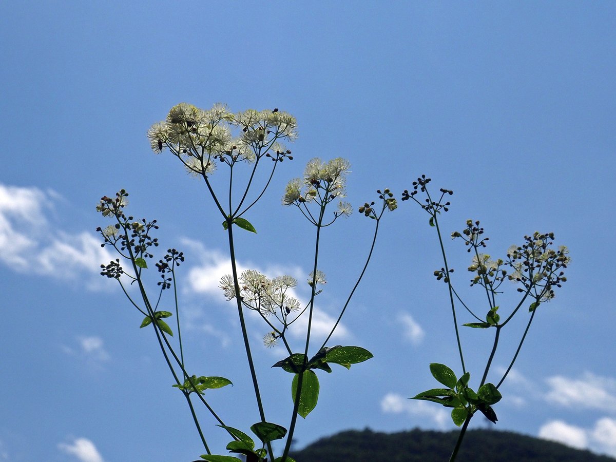 visitakagi's tweet photo. #カラマツソウ #thalictrumaquilegiifoliumvarintermediumnakai
#赤城山 #覚満淵 #maebashi #akagi #cittaslow #wildflowers #山野草 https://t.co/jv9WSs9qOn