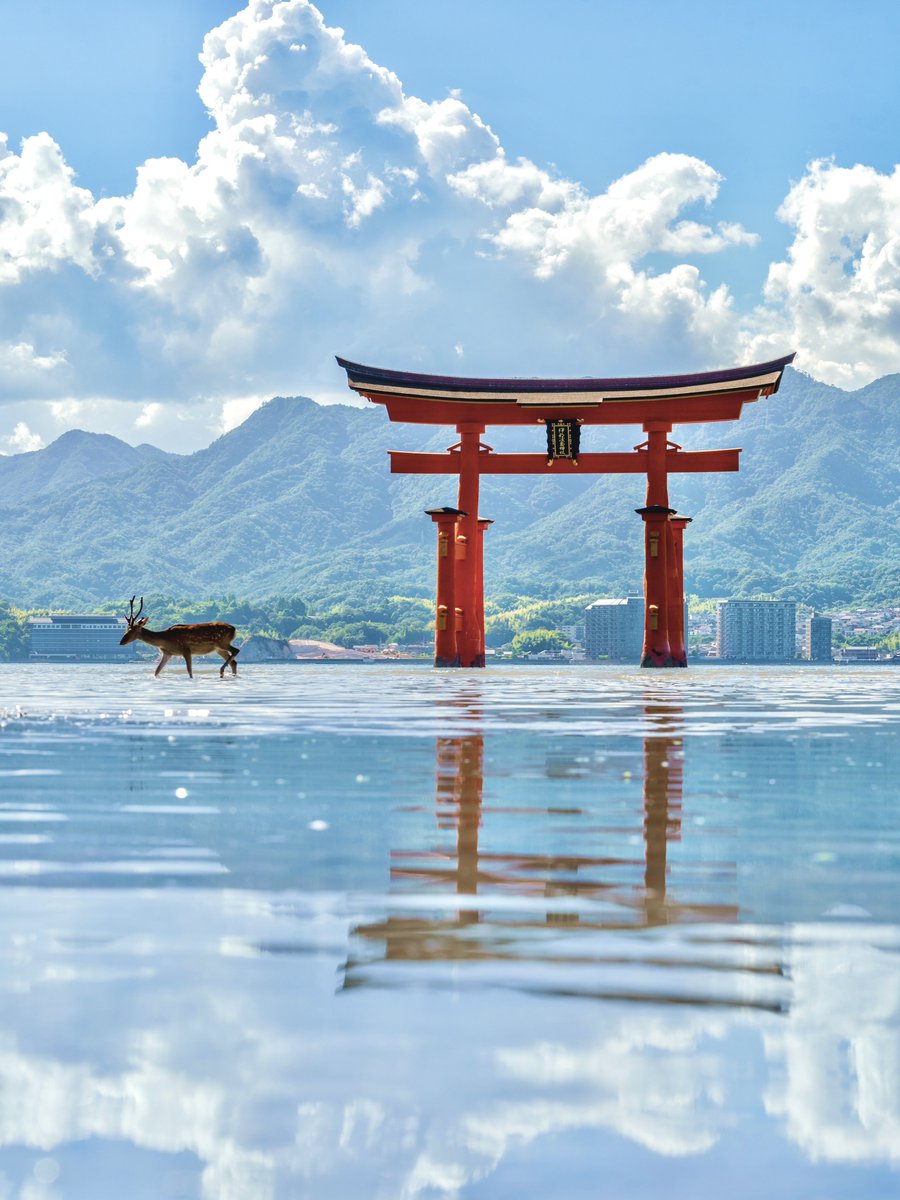 3m1ek's tweet photo. 夏の宮島で神の使いのような鹿を見た https://t.co/TSgnS5K8zo