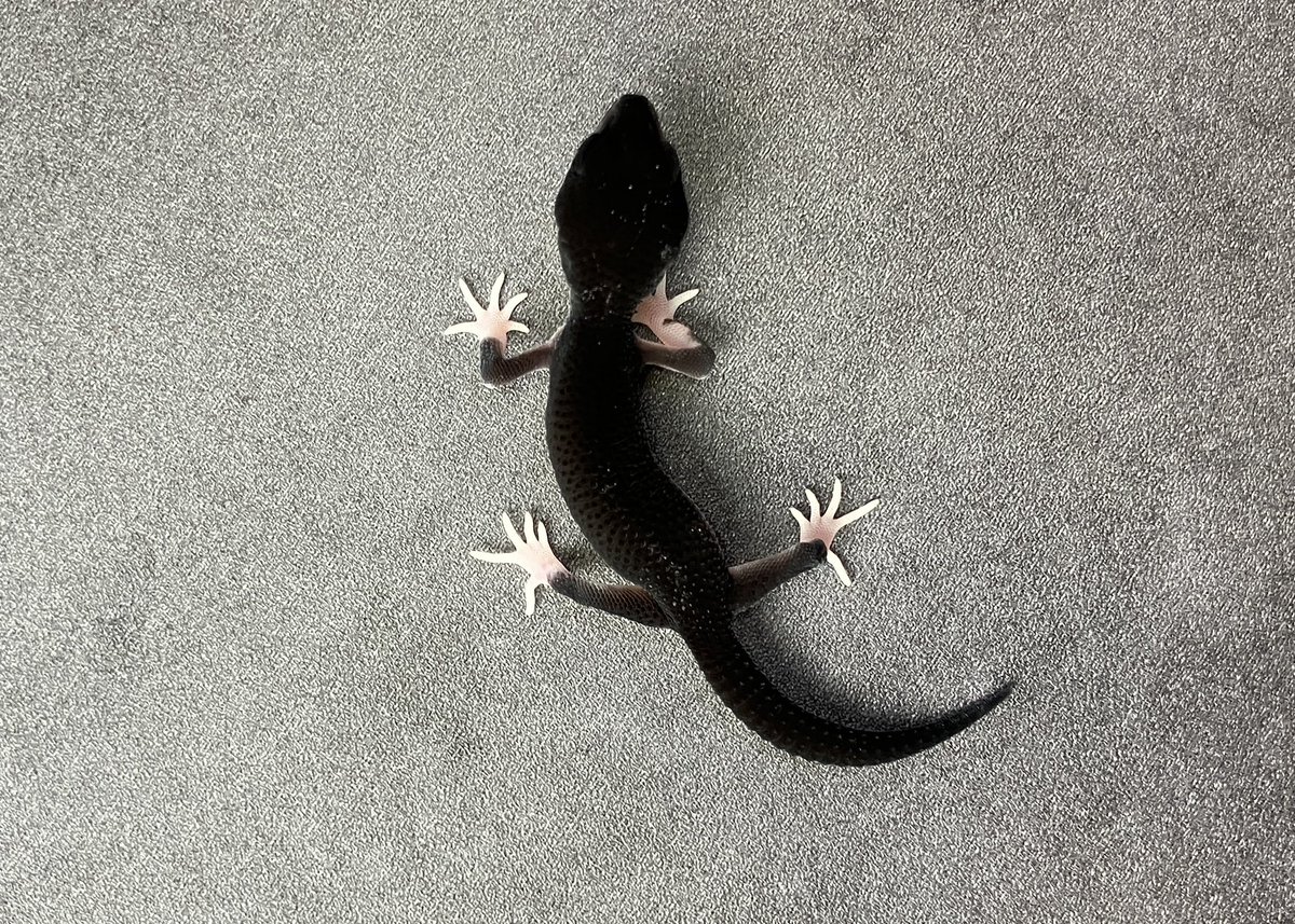 SHN_reptiles's tweet photo. 本日12:00〜21:00営業致します🈺

スーパーマックスノーブラックナイト
・ベビーサイズ　
・TSFメス温度
・ハイグレード
・餌確認済み
→77000円税込販売中〜

皆様のご来店お待ちします！

#SHNREPTILES 
#ブラックナイト https://t.co/yGH71Zvwkg