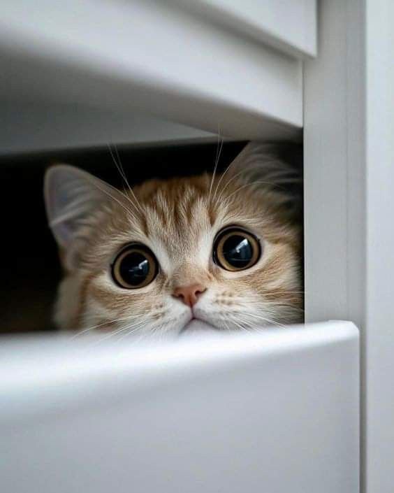 DailyCatspurr's tweet photo. Please free me 🙃. https://t.co/9xs7wQKi2H
