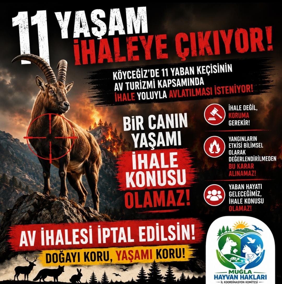 muglakomite's tweet photo. 11 YAŞAM İHALEYE ÇIKIYOR
@MuglaDkmp tarafından, Köyceğiz Yaban Hayatı Geliştirme Sahası'nda 11 yaban keçisinin av turizmi kapsamında ihale yoluyla avlattırılacağı duyuruldu.
Yaban keçileri, bu coğrafyanın doğal mirası ve ekosistemin ayrılmaz bir parçasıdır. Her birey+ https://t.co/jKQmUWyw9Z