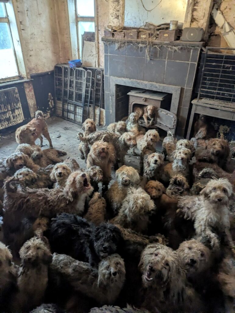 Dogs Trust 💛🐶 tweet media