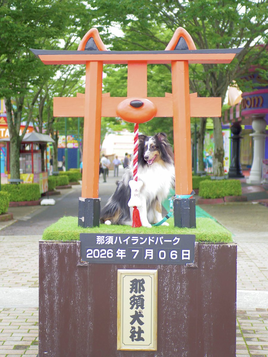 vesper_ssd's tweet photo. ご利益ドッグ⛩️

#sheltie https://t.co/7wLibAoQ3m