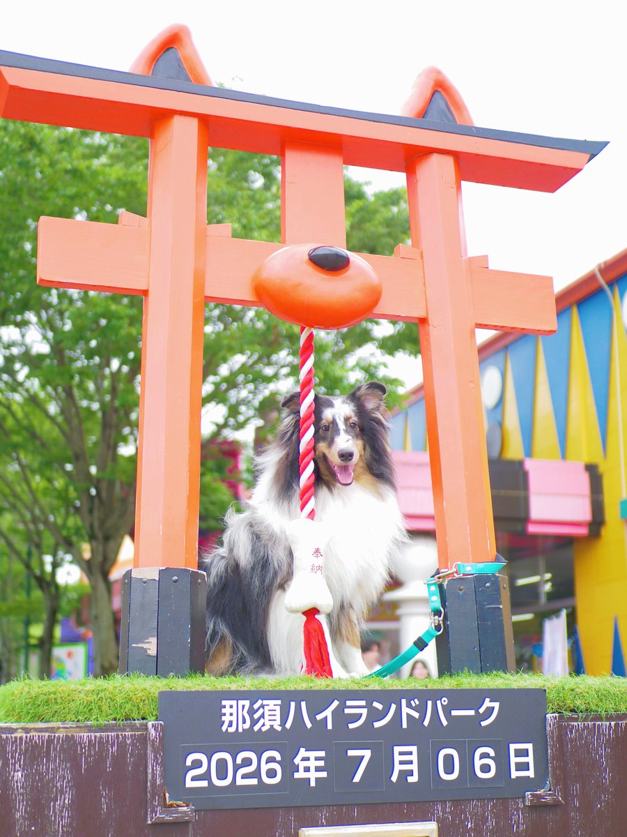 vesper_ssd's tweet photo. ご利益ドッグ⛩️

#sheltie https://t.co/7wLibAoQ3m