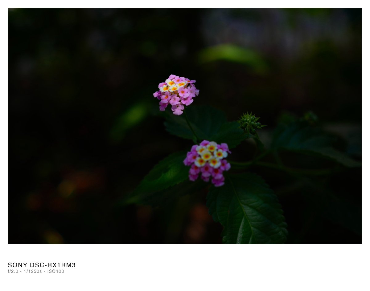 tandelty's tweet photo. 🏵️

#RX1RIII #RX1RM3 https://t.co/Fyynl7P4Zd
