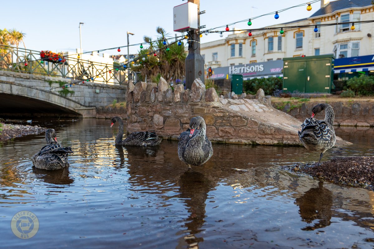 CoastCams247's tweet photo. The floating swan of Dawlish Brook 🦢😂
I still find it amazing how these young black swans can balance so calmly on one leg.
📸 @BeachCamsMan
#DawlishWaterfowl #BlackSwans #CygnetWatch #BrookLife #WildlifePhotography https://t.co/59KTLqU9HM