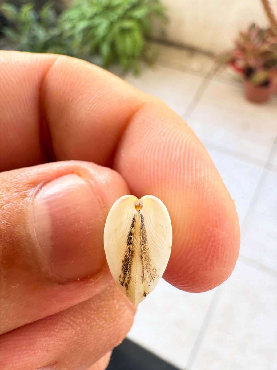 trad_west_'s tweet photo. Brazilian man finds sea shell that resembles Our Lady of Aparecida https://t.co/tSLMvac581