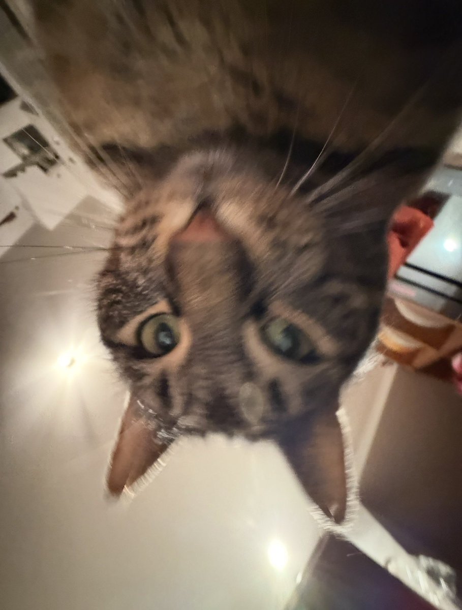 matttfya's tweet photo. Meow #norton #slop https://t.co/6AABl4gGtL