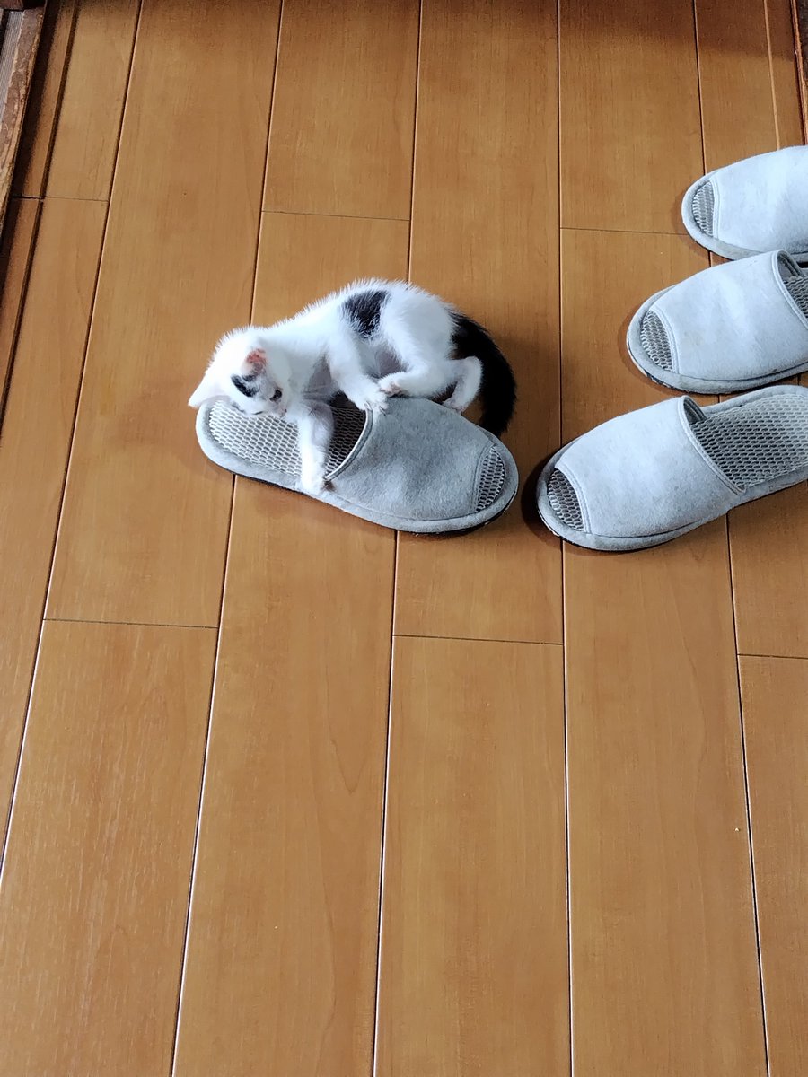 ROkUHANA00's tweet photo. まめこ療養２８日目です

今日もまめこはスリッパと格闘してました

暑いのにクーラーの部屋を出て格闘してました
とても熱心です https://t.co/5pFK3CRLH4