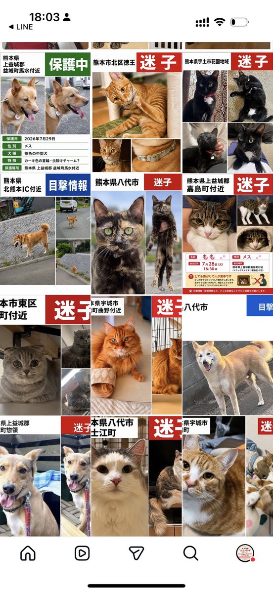 maigo_pet00's tweet photo. 🚨熊本地震🚨
インスタのアカウントに捜索中（迷子)や目撃情報のあるわんちゃん、猫ちゃんをまとめています。
もしよければご活用下さい。

少しでもはやくお家に帰れるようご協力よろしくお願いいたします。

https://t.co/jOXsmhsjYz

※保護されている子も含まれている可能性もあるのでわかる方いらっしゃったらお教えください。
削除いたします。
またのせれていない子もたくさんいると思うので、DM頂けたら投稿します。