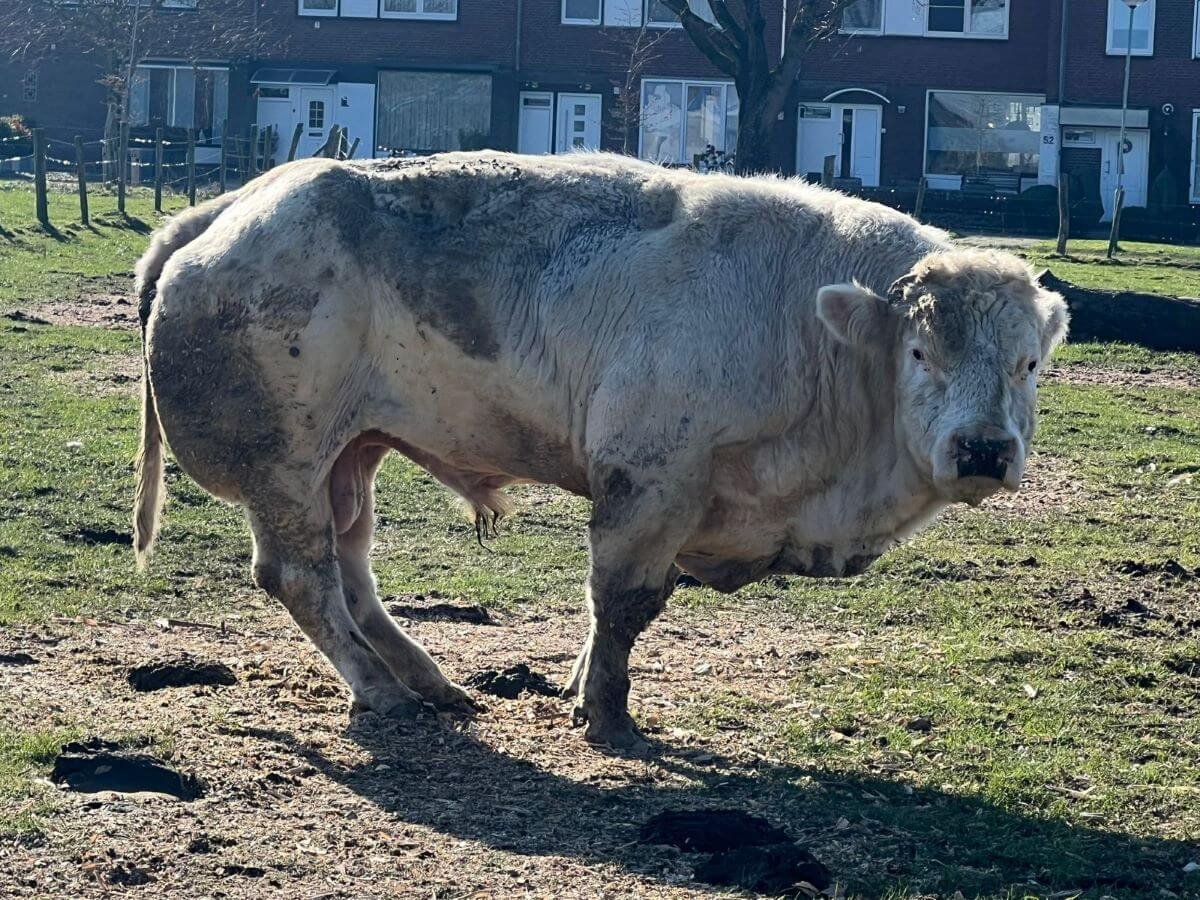 KarenSoeters's tweet photo. House of Animals deed aangifte mbt verwaarlozing stier en dit is het resultaat:
80 uur taakstraf voor Limburgse boer die stier en hond verwaarloosde. 
https://t.co/8GX5onX0F7 https://t.co/DwexAKNp8C