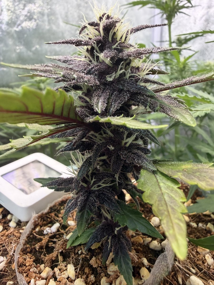 Y453054965's tweet photo. LSD 60天
在过1-2周应该可以收了 https://t.co/nEqdo9twW0