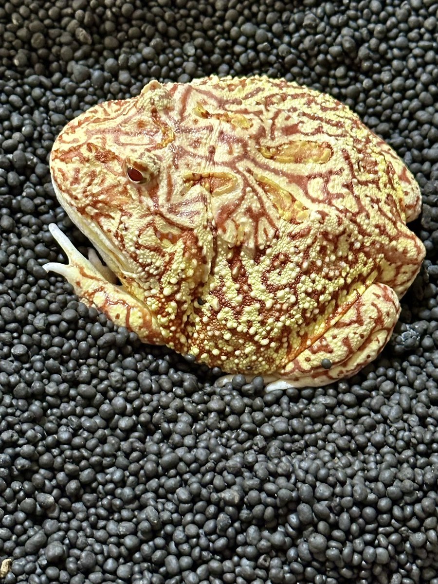 motianchi's tweet photo. Got some side profiles for my Frog Beauty https://t.co/2HMFXidlu4
