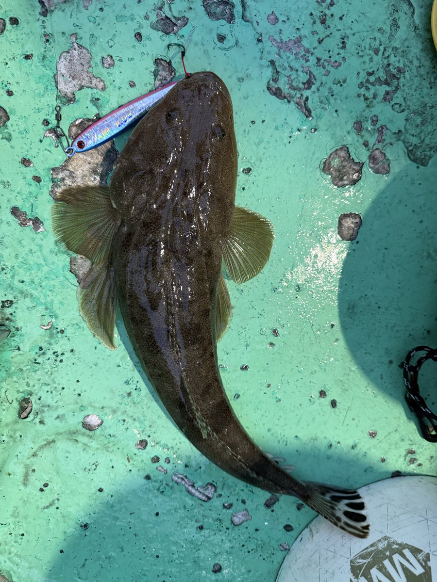 snowc_spoon's tweet photo. 本日の釣果
マゴチにデカいアジいっぱい🐟 https://t.co/JhiY1iVgyc