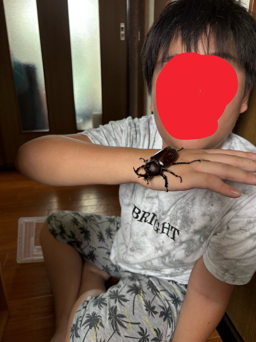04Maw's tweet photo. 念願のカブトムシ獲れました！
早朝いつもの木に行き、そこに佇んでいたのがこの子でした❣️
息子もテンションアゲアゲ、帰って来てからずっと眺めてます🎵
オレも嬉しいです☺️😃 https://t.co/adqJYWYQwx