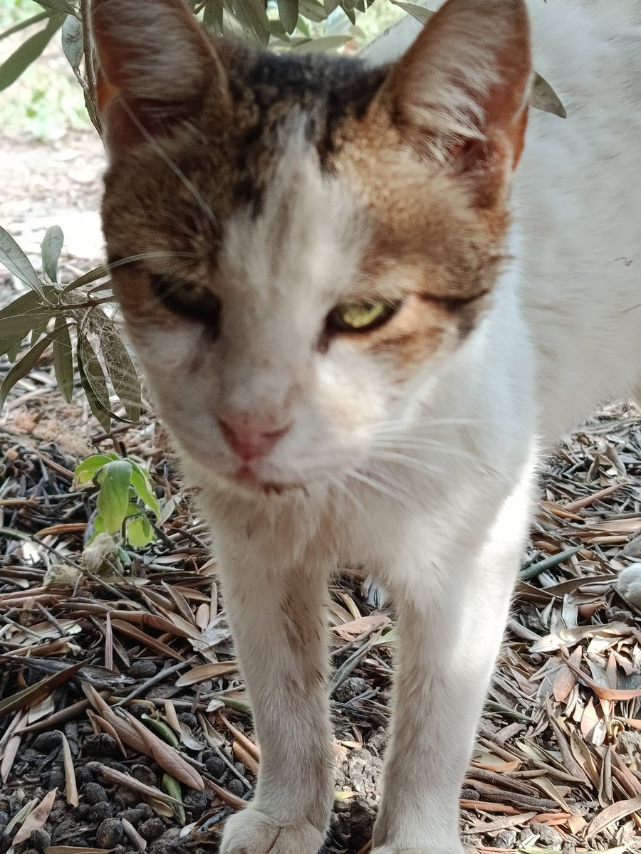 faiaki576's tweet photo. Χρειαζόμαστε επειγόντως χρήματα για ενέσεις για στοματίτιδα . Τέσσερις γατούλες δεν μπορούν να φάνε και δυστυχώς δεν υπάρχει ούτε ένα ευρώ. Η κατάσταση είναι πολύ δύσκολη και τα ζώα υποφέρουν. Σας παρακαλώ πολύ βοηθήστε τα να μην πονάνε. Ζουν στο δρόμο και έχουν μόνο εμένα.. https://t.co/sxoGs4h845