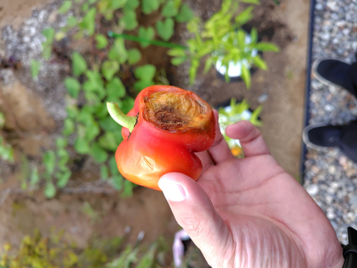 Debunobta's tweet photo. せっかく育てたパプリカが腐ってて草あ https://t.co/r0gWp5Xevb