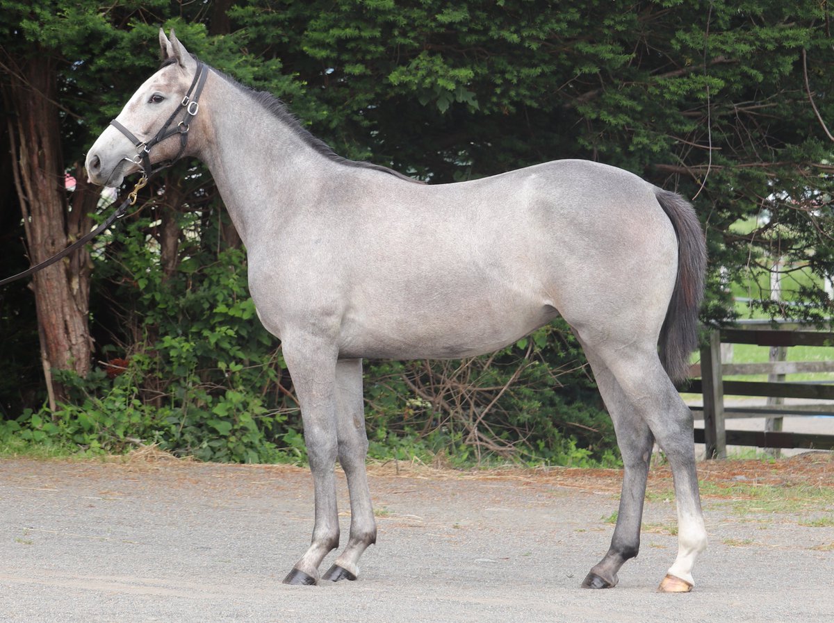 t_f_2nd's tweet photo. サマーセール上場馬（生産馬）
8/18（火）
Ｎｏ．317
シーヴァージア2025
父：シャープアステカ
母：シーヴァージア（母父クロフネ）
牝　芦毛　2/2生 https://t.co/5uaEREid9x