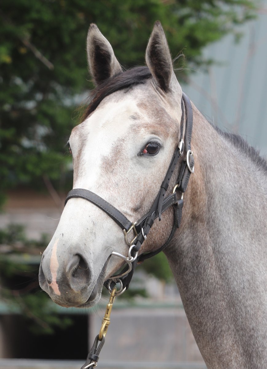 t_f_2nd's tweet photo. サマーセール上場馬（生産馬）
8/18（火）
Ｎｏ．317
シーヴァージア2025
父：シャープアステカ
母：シーヴァージア（母父クロフネ）
牝　芦毛　2/2生 https://t.co/5uaEREid9x