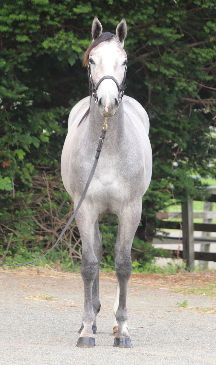 t_f_2nd's tweet photo. サマーセール上場馬（生産馬）
8/18（火）
Ｎｏ．317
シーヴァージア2025
父：シャープアステカ
母：シーヴァージア（母父クロフネ）
牝　芦毛　2/2生 https://t.co/5uaEREid9x