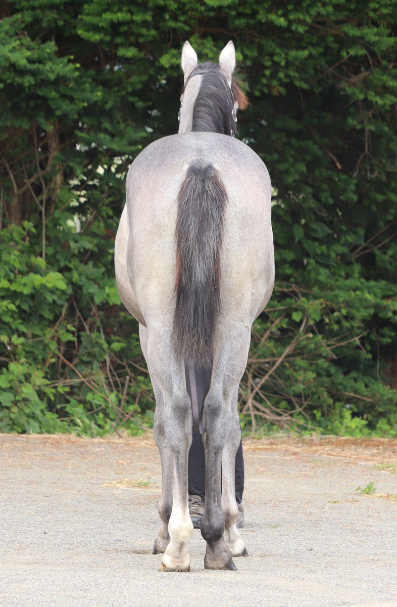 t_f_2nd's tweet photo. サマーセール上場馬（生産馬）
8/18（火）
Ｎｏ．317
シーヴァージア2025
父：シャープアステカ
母：シーヴァージア（母父クロフネ）
牝　芦毛　2/2生 https://t.co/5uaEREid9x