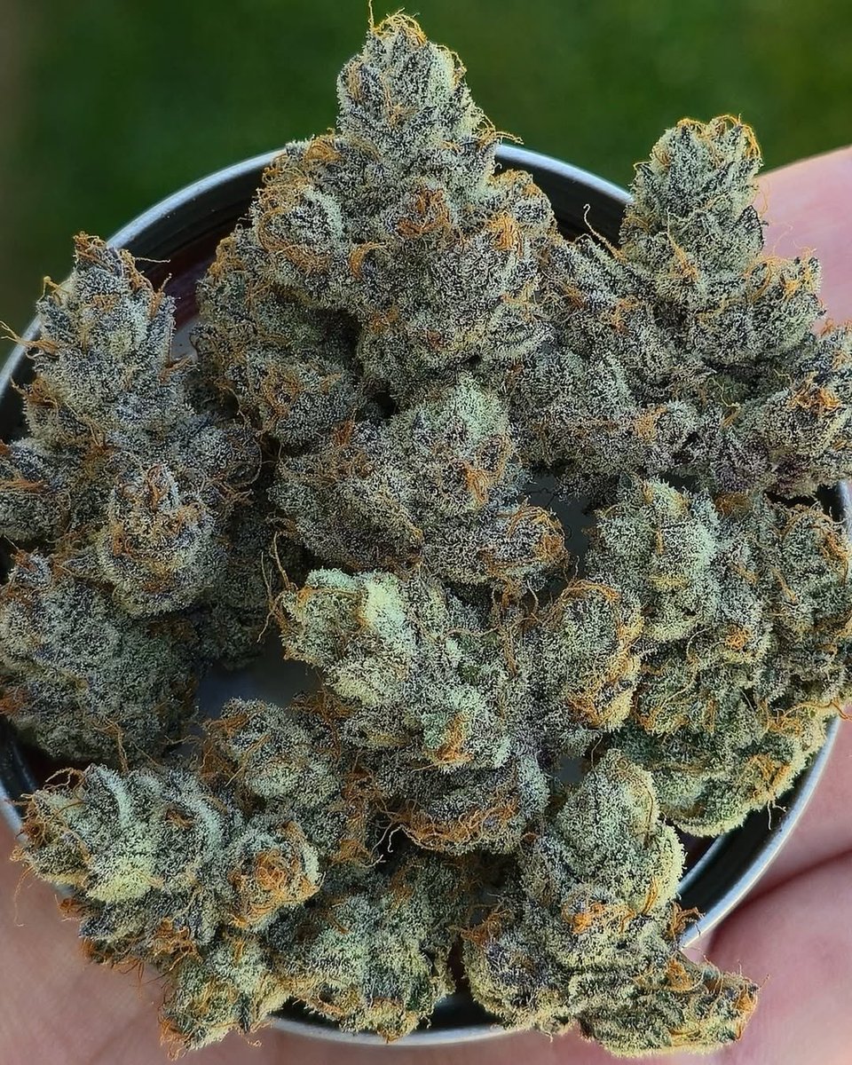 EVAuthoHub's tweet photo. Washington
Weed Seattle Weed Spokane Weed Tacoma Weed Vancouver Weed Bellevue Weed Kent Weed Everett Weed Renton Weed Yakima Weed Federal Way Weed Spokane Valley Weed Bellingham Weed Kennewick Weed Auburn Weed Redmond #VíasChile https://t.co/MzQqMnwHkp