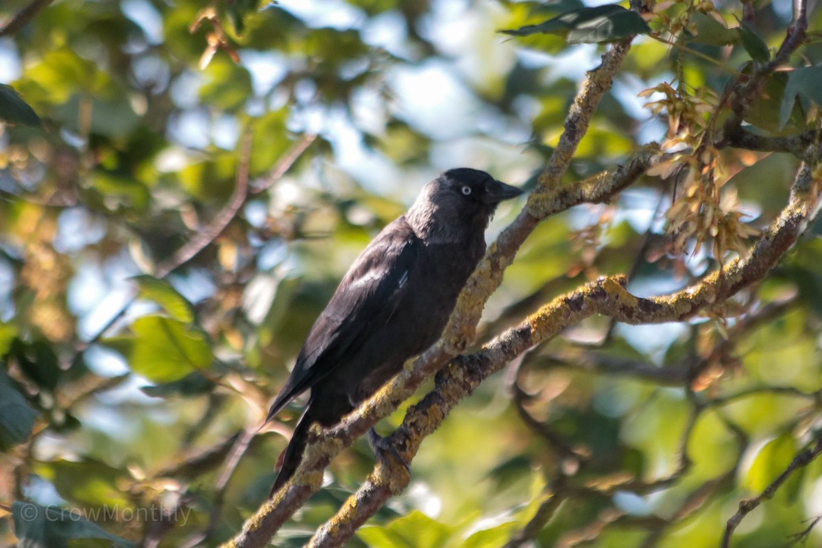 Crow Monthly tweet media