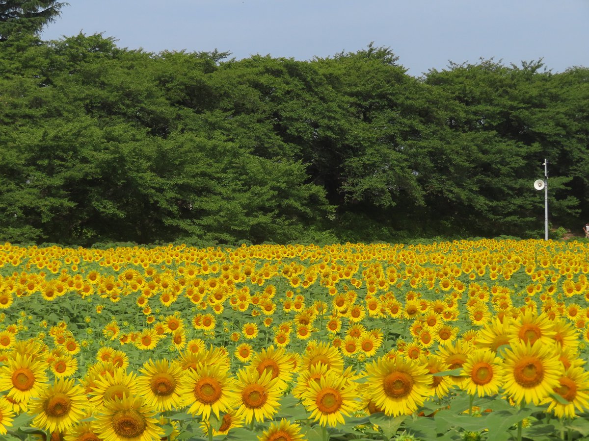 G49540204's tweet photo. #権現堂公園
#ひまわり畑
#PowerShotSX740HS https://t.co/hAm10MPZRD