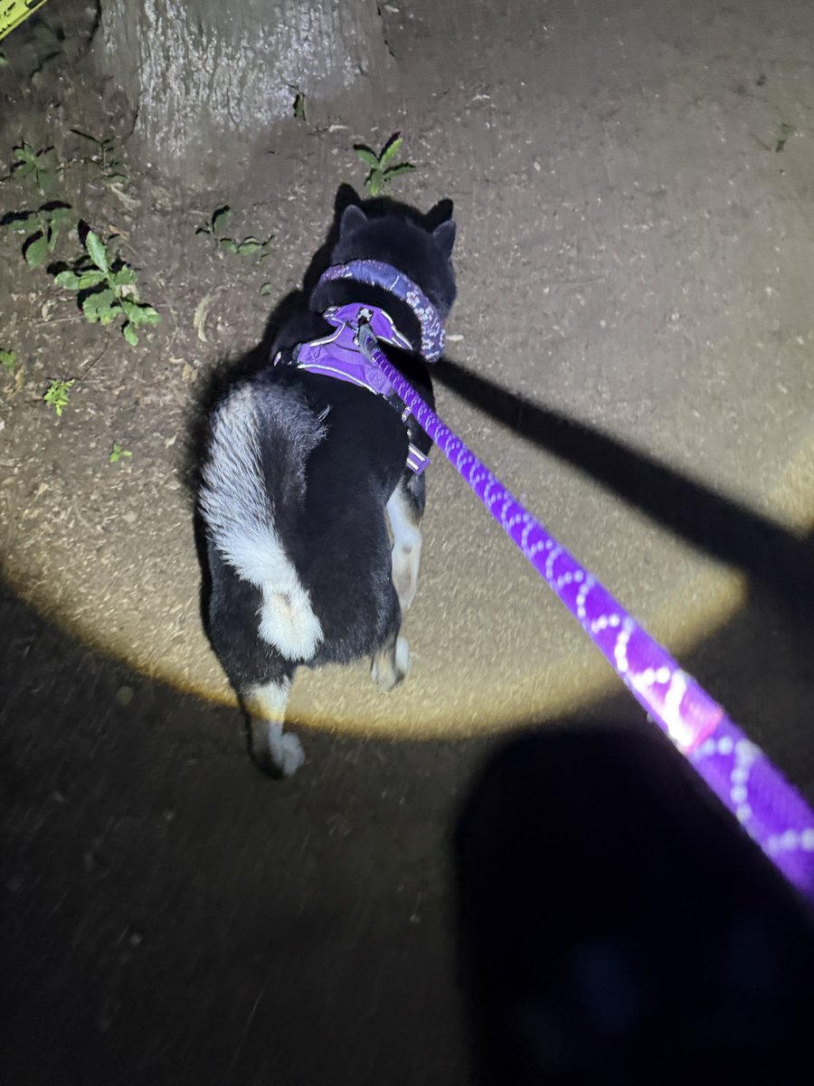 BookYumi's tweet photo. 昨日の夜散歩🚶🐶1枚目はショウリョウバッタのカップルかも。小さいバッタが背中に乗っている（メスの方が大きいらしい）。暗い時間になると樹々にはクワガタがいてオスがメスに覆い被さりまもっているカップルがまたいました。 https://t.co/sy4LcThZOD