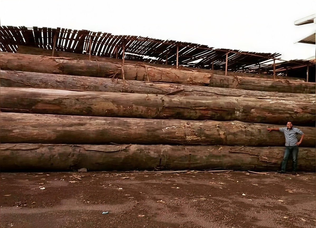 RavenweX's tweet photo. Kalau dikasih sepotong kayu, hampir semua orang pasti yakin sama satu hal. Pasti mengapung.

Itu pelajaran yang ditanamkan sejak kita kecil. Kayu lebih ringan dari air, jadi kayu harusnya mengapung. Tapi di dalam hutan Kalimantan, ada satu jenis kayu yang menolak aturan dasar itu.

Kayu ulin.

Kalau dimasukkan ke dalam air, dia malah tenggelam. Bukan karena ada kandungan besi di dalamnya ya. Tapi karena seratnya tumbuh begitu rapat, sampai massa jenisnya bisa melampaui air.

Hampir gak ada ruang kosong di dalamnya. Dia sepadat itu sampai menolak buat mengapung.

Tapi dari kepadatannya itu, lahir ketahanan yang ekstrem banget. Tahan rayap, tahan jamur, bahkan tahan gempuran hujan dan panas selama puluhan sampai ratusan tahun. Makanya dari dulu kayu ulin selalu dipakai buat rumah adat, jembatan, dermaga, sama tiang-tiang fondasi yang berdiri di atas rawa.

Hanya saja, kekuatan sekuat itu pasti ada harganya.

Pohon ulin tumbuh sangat lambat. Butuh waktu yang lama banget cuma buat mencapai ukuran besar. Semakin kuat dia, bakal semakin jarang dia ditemukan.

Jadi pas suatu hari lu ngeliat ada kayu yang tenggelam di air, itu bukan sekadar keanehan biasa. Itu pengingat kalau di alam ini, bahkan hal yang paling kita anggap pasti pun bisa aja gak berlaku.

Dan hal yang paling kuat itu sering kali justru yang paling lambat buat tumbuh.