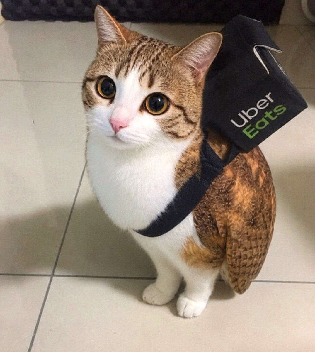 meowl_cto's tweet photo. just another day on the job 🦉 https://t.co/ixueRrFimE