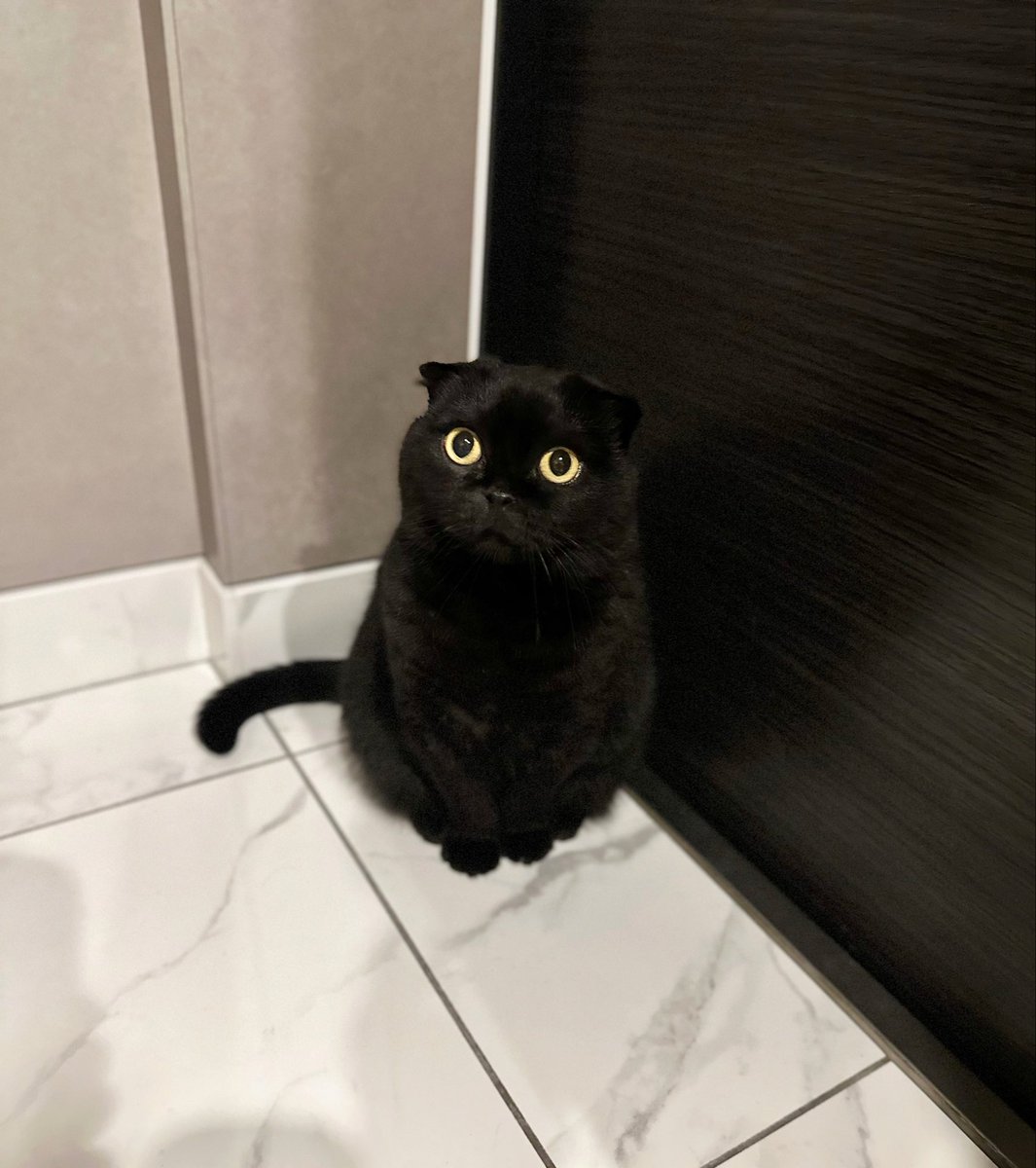 fuwamopurimo's tweet photo. 玄関に黒猫の置物を置いたの誰？ https://t.co/OxvH2BIvbU