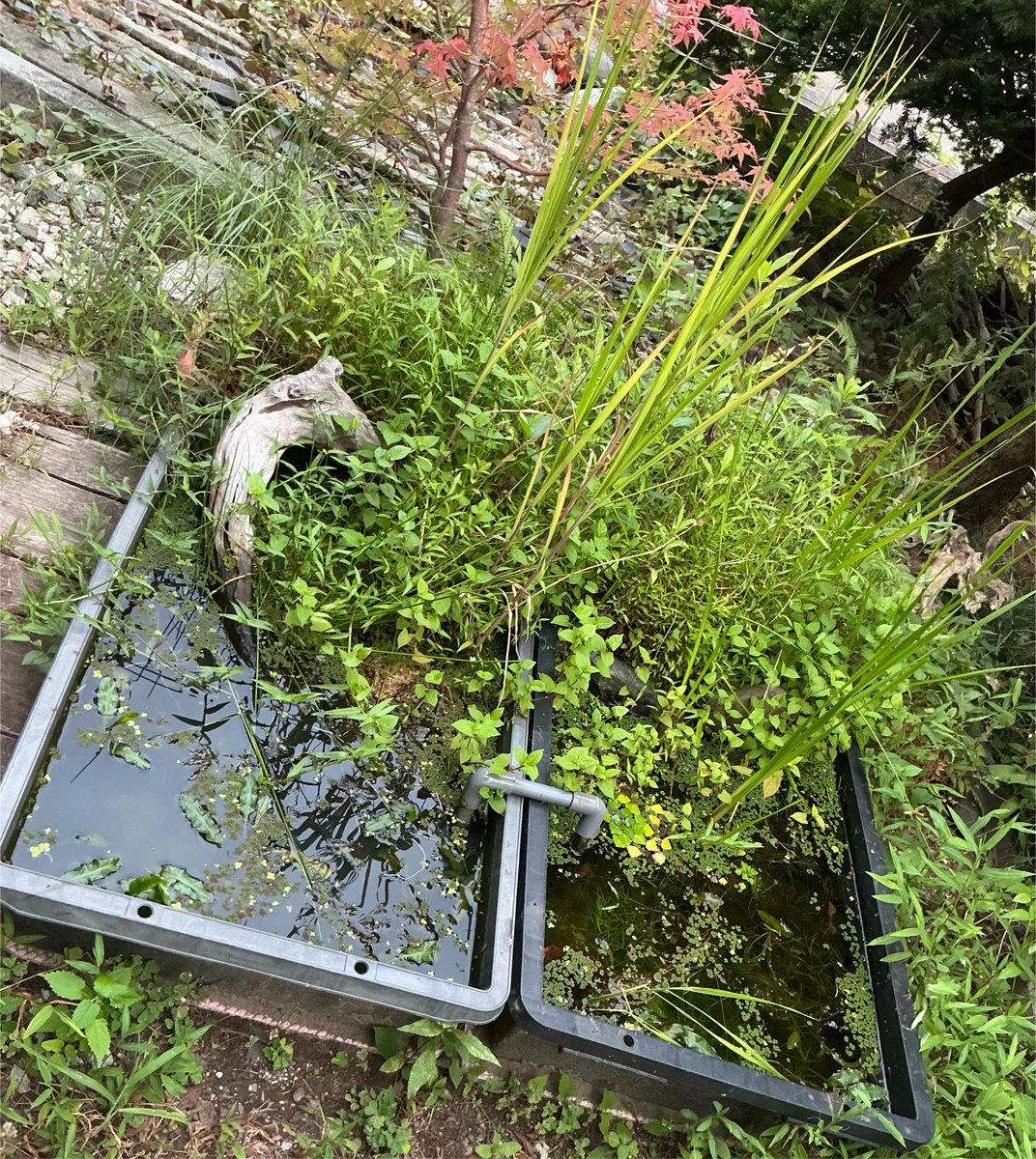 KusakaRium's tweet photo. 地域の土木やら農業と連携して生物多様性保全ができればそれに越したことはないけれども、私にはそんな人脈も体力も作れそうにない…

それでも精一杯出来ることとして、自宅に作った湿地帯ビオトープが少しでも役に立っていれば良いな、と思う昨今… https://t.co/ghiYNsq28f