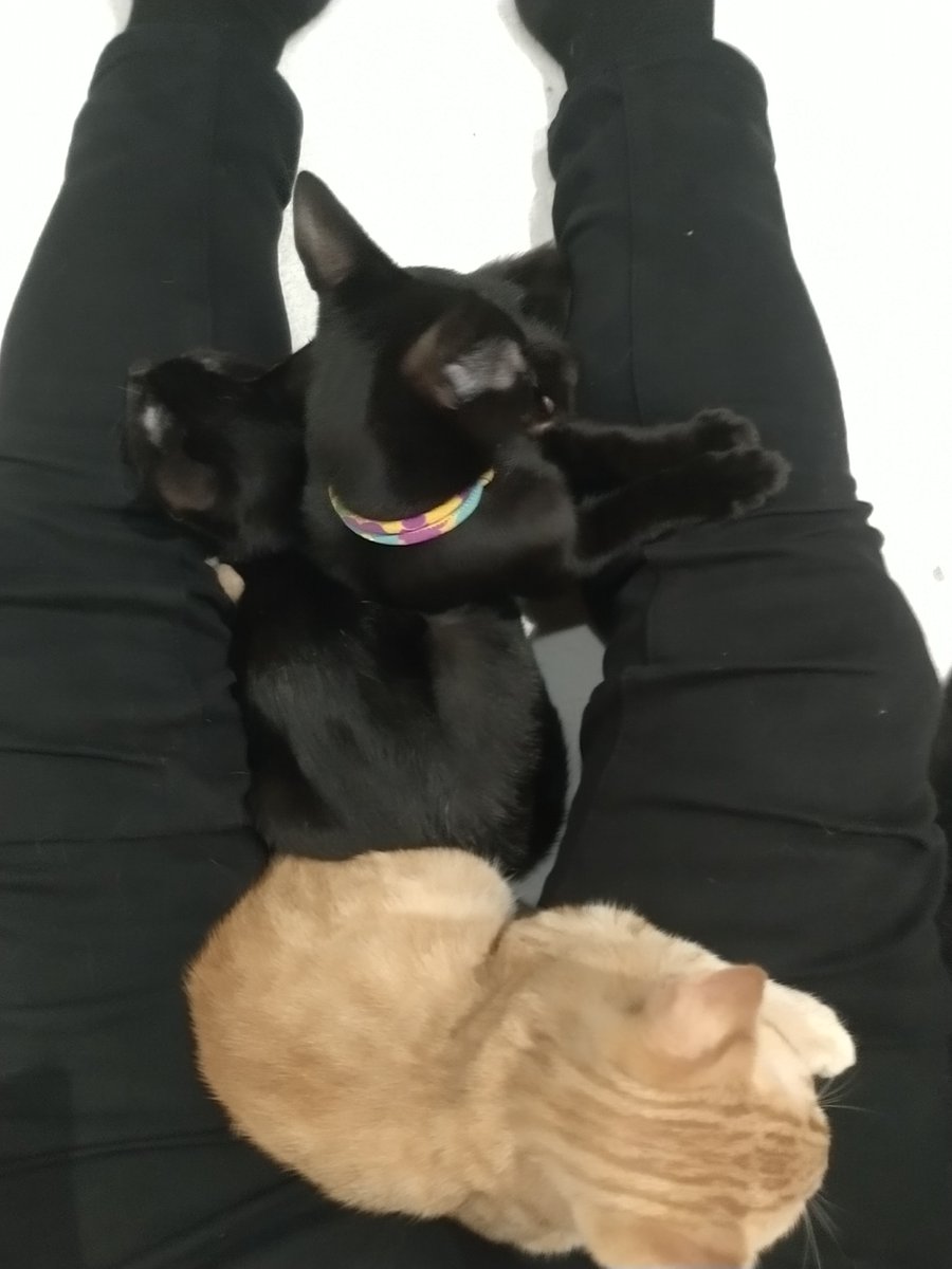 ac_reone's tweet photo. きょうのピットイン🐈⬛🐈️🐈⬛
葛城(かつらぎ)首輪
二上(にじょう)胸元白チョン
金剛(こんごう)ちゃいろ
#からほりらへん #谷町六丁目
#TM_06 #松屋町 https://t.co/JFuLQBAZRP