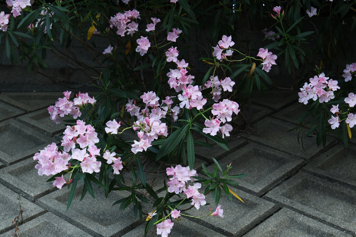 edelweice2's tweet photo. 朝散歩から…7／27・31
① ピンクのキョウチクトウ（夾竹桃）
② 白花が少し
③④ クサギ（臭木） https://t.co/X0gBDxA1Qx