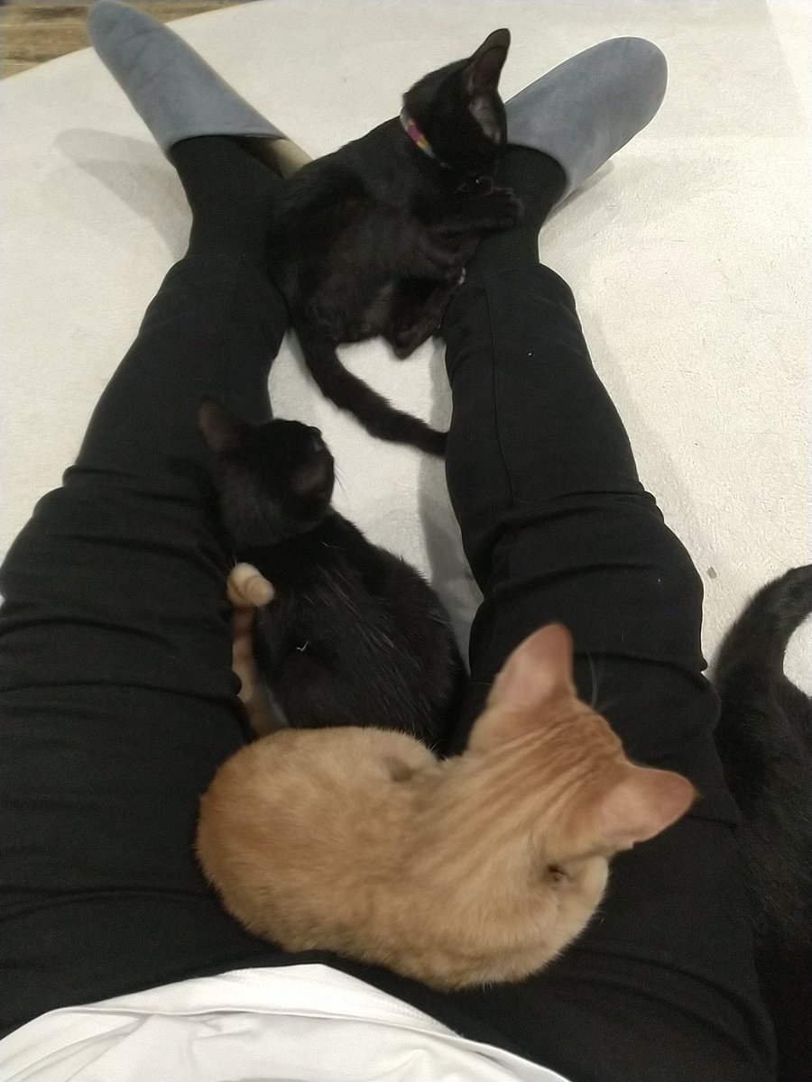 ac_reone's tweet photo. きょうのピットイン🐈⬛🐈️🐈⬛
葛城(かつらぎ)首輪
二上(にじょう)胸元白チョン
金剛(こんごう)ちゃいろ
#からほりらへん #谷町六丁目
#TM_06 #松屋町 https://t.co/JFuLQBAZRP