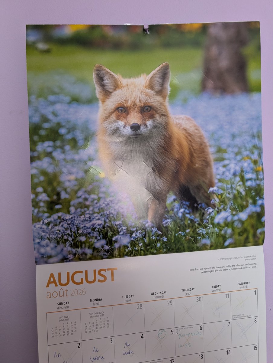 myaespadaze's tweet photo. Hello August 👋☺️ 

#ENHYPEN #EVAN #Heeseung #foxes #socute #seventeen #Mingyu #carat #engene #ever #august https://t.co/NKwhQna0XR