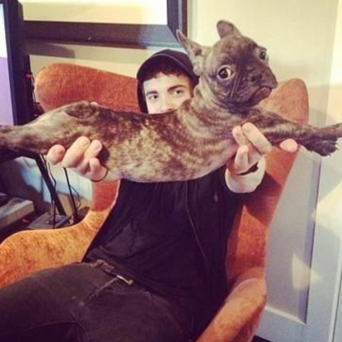 rosecolouredvi's tweet photo. i Miss this Frenchie Taylor had during self titled era. What happened to it 😭😭😭😭😭😭 https://t.co/2jsH6RM7j3