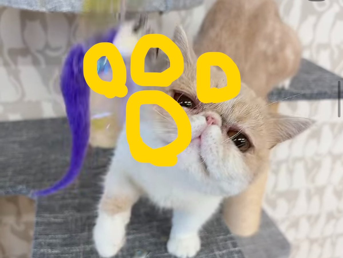 chatatata_sub's tweet photo. 保護ネコちゃんのぶちゃかわ猫が忘れられなくてずっとサイトみてて今日一緒に仕事してた子に｢まだみてる😨｣って引かれた笑
引き取りたいけど血はミヌエットらしいから成猫なっても小さそうだしこたろーと合わなかったら可哀想よな、、😭
どうしよー😭
これでもう1歳8ヶ月らしいかわいすぎる😭 https://t.co/3ZSu5MnOQC