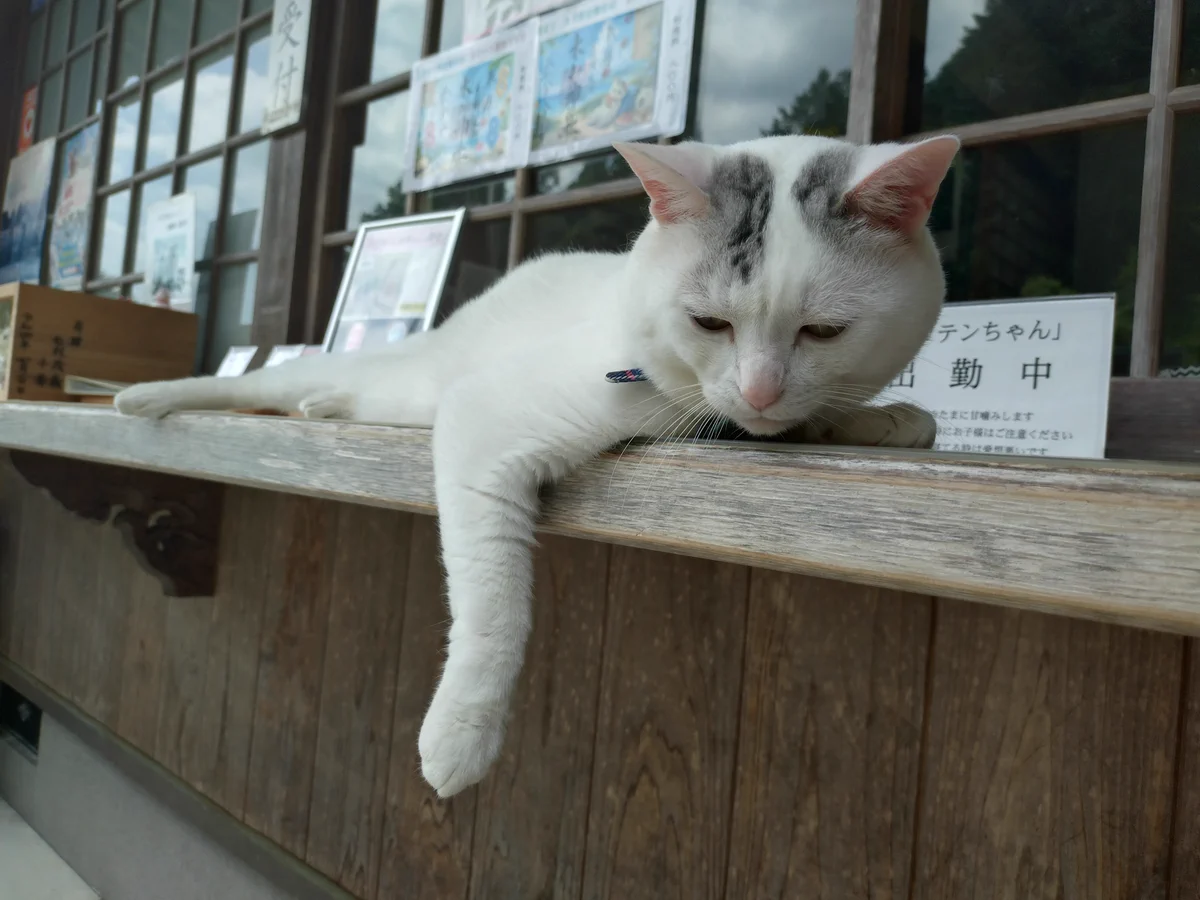 木山神社の招き猫 テン on X: 