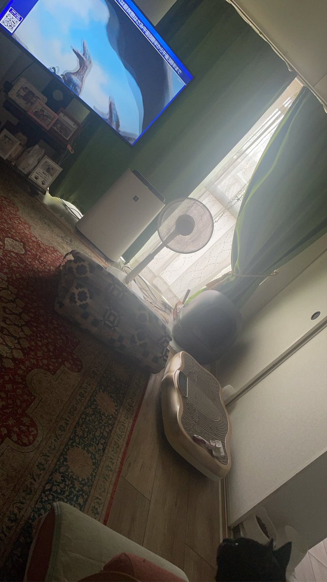 ninntya's tweet photo. しーちゃんです
ねこさん　恐竜のテレビ
真剣に見てたよw
しーちゃんも真剣に低空飛行で
頑張ります https://t.co/65qgzppyWb
