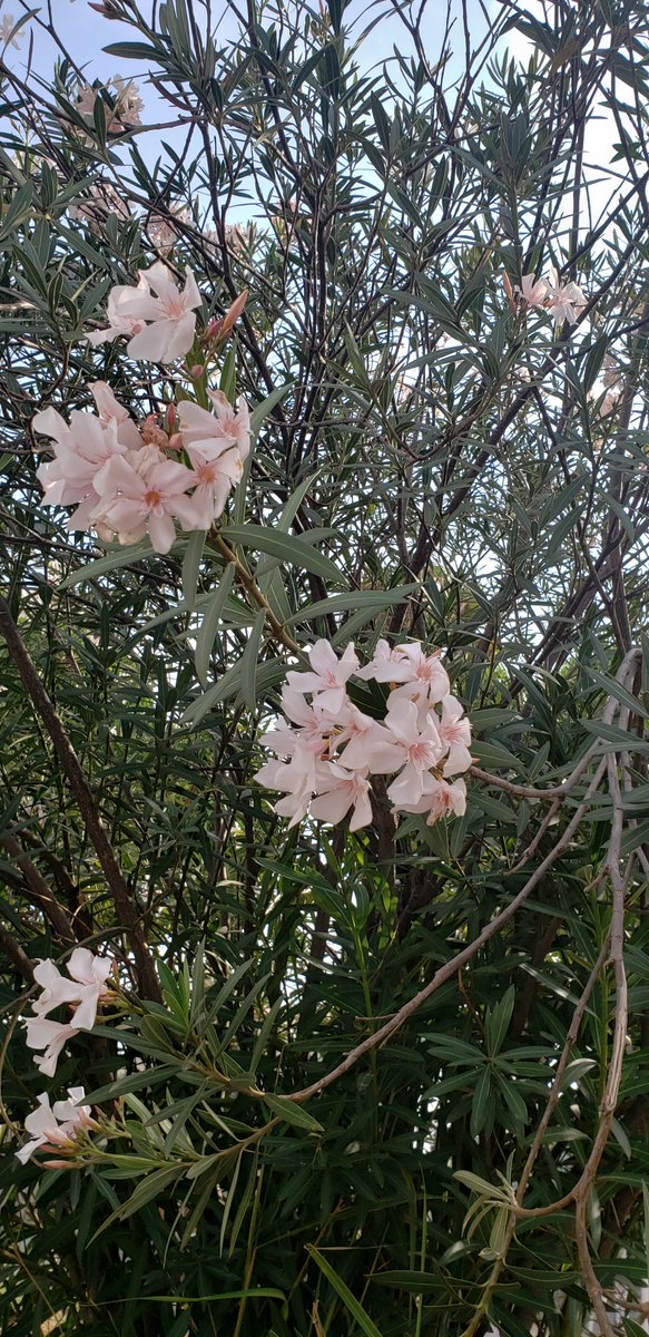 dayversonteixei's tweet photo. Post a picture YOU took. Just a pic. No description! https://t.co/PRtwqWFXQi
