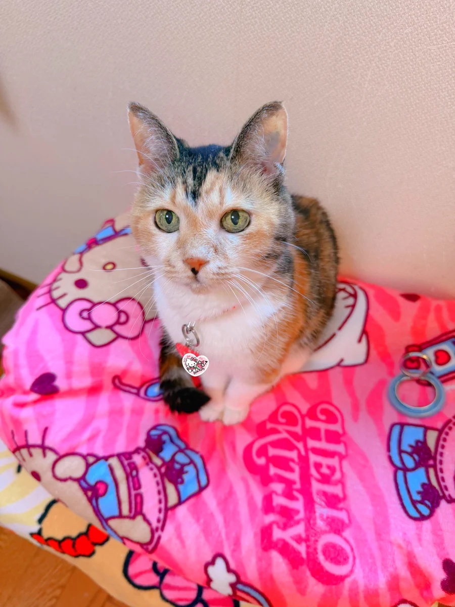 あめちゃん🐱 on X: 