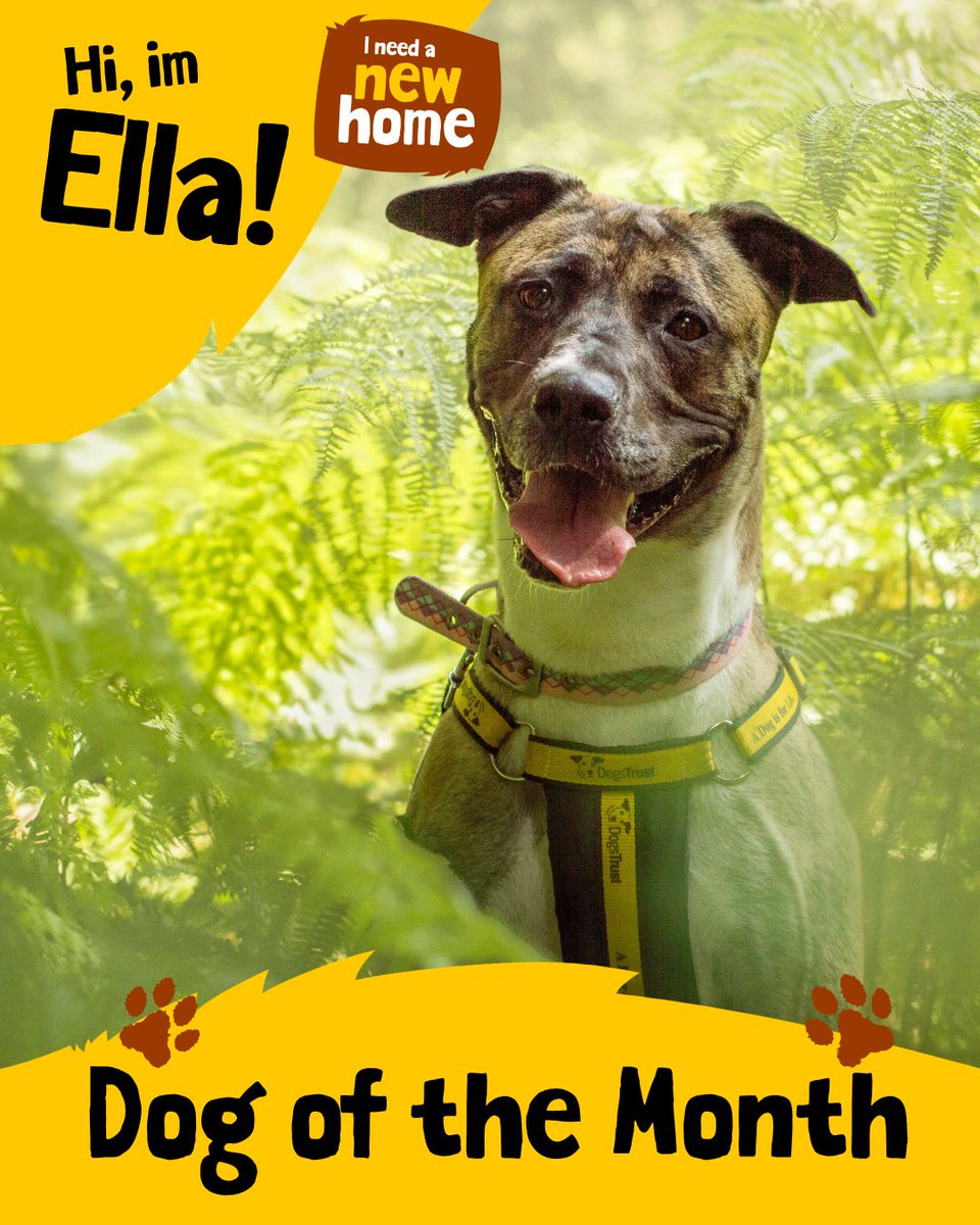 DT_Kenilworth's tweet photo. Starting off the weekend and the month in style by introducing our #DogOfTheMonth for August, Ella!
This gorgeous girlie has really stolen our hearts here at Kenilworth and has even made herself quite comfy in the managers office making sure she's hard at work!
#INeedAHome https://t.co/IMKDnuHHmh