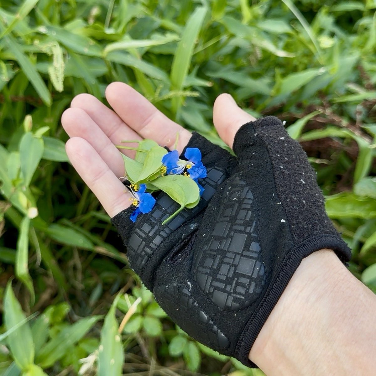 wild_grasses's tweet photo. 朝、綺麗に咲いてるツユクサの花。
上品な青色で、とってもキレイじゃんかぁ

このお花、大量に集めればさぁ
ブルーハワイ作れるじゃんね？って。

だから1000輪集めて実験してみたよ！
そしたらとっても綺麗な色のシロップできたんだ！味はただの砂糖水だけどwww https://t.co/YLuRkyG3Hm