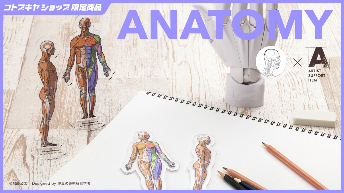 kotobukiya_2han's tweet photo. ＼予約受付中！／
ARTIST SUPPORT ITEM 卓上アナトミーアクリルスタンド（限定品/全4種）

『伊豆の美術解剖学者（加藤公太）』氏による美術解剖学資料「卓上アナトミーアクリルスタンド」が、ARTIST SUPPORT ITEMシリーズのラインナップに新登場！

https://t.co/0UqztNvJPs
#コトブキヤASI https://t.co/4uA1coH1u5